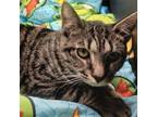 Adopt Paulie (young) a Domestic Short Hair