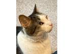 Adopt Wendell a Domestic Short Hair