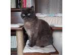 Adopt Cocoa a Exotic Shorthair