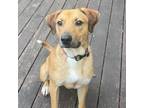 Adopt Eric a Mixed Breed