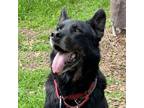 Adopt Pete a Rottweiler, German Shepherd Dog
