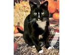 Adopt Jake a Domestic Short Hair