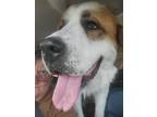 Adopt Preacher a Saint Bernard