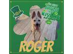 Adopt Roger a Shepherd, Pit Bull Terrier