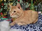 Adopt Mr. Kook a Domestic Short Hair