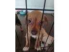 Adopt Susie Q pup a Terrier