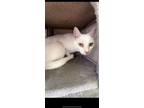 Adopt Brimaz a American Shorthair