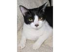 Adopt ROBIN a Black & White or Tuxedo Domestic Shorthair (short coat) cat in