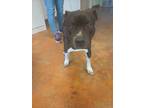 Adopt *COCOA PEBBLES a Black American Pit Bull Terrier / Mixed dog in Austin