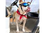 Adopt Mauve a Tan/Yellow/Fawn Pit Bull Terrier / Mixed dog in Kanab