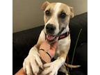 Adopt Calypso a Tan/Yellow/Fawn Canaan Dog / Mixed dog in San Antonio