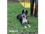 Adopt Philly a Black - with White Boston Terrier / Mixed dog in Washington