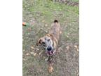 Adopt Lee a Brindle Mixed Breed (Large) / Mixed dog in Covington, LA (37579893)
