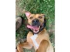 Adopt JuJu a Tan/Yellow/Fawn - with White Boxer / Terrier (Unknown Type