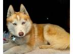 Adopt Pretty Candy a Tan/Yellow/Fawn - with White Husky / Mixed dog in