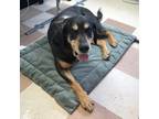 Adopt Jethro a Black Coonhound / Mixed Breed (Large) / Mixed dog in DETROIT