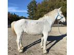 Grey Percheron mare