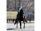 Sale or Lease Paso Fino 7 year old gelding sired by Sublime