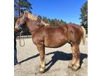 Sorrel Belgian gelding