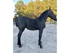 Roan Percheron filly