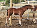 Ranch Hand- Clay "Prairie Red Pine"