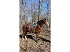 Bandito is a handsome 12 year old Bay Roan Kentucky Mountain Gelding that stands