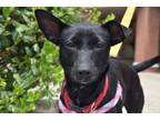 Adopt Luna a Black - with White Patterdale Terrier (Fell Terrier) / Mixed dog in