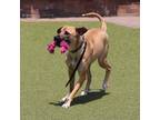 Adopt Lucas a Tan/Yellow/Fawn Mixed Breed (Medium) dog in Port Washington