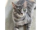 Adopt Kelton a Gray or Blue Domestic Shorthair / Mixed cat in Decorah