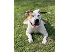 Adopt Nadja a White Mixed Breed (Large) / Mixed dog in Hamilton, OH (37378294)