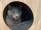 Adopt Sweetie Boy a Gray or Blue Domestic Shorthair / Domestic Shorthair / Mixed