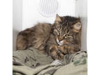 Adopt Dizzy a Gray or Blue Domestic Longhair / Domestic Shorthair / Mixed cat in