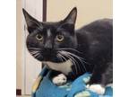 Adopt Sensei a All Black Domestic Shorthair / Mixed cat in Waynesboro