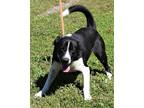 Adopt Bowzer a Black Mixed Breed (Large) / Mixed dog in Madison, FL (37525574)