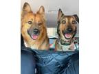 Adopt Bruce & Rocky a Tricolor (Tan/Brown & Black & White) Mixed Breed (Large) /