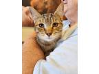 Adopt Montclair a Brown or Chocolate Domestic Shorthair cat in Smyrna