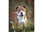 Adopt Bruiser a Tan/Yellow/Fawn Mixed Breed (Large) / Mixed dog in Blackwood