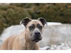 Adopt Avery a Red/Golden/Orange/Chestnut Cane Corso / Mixed dog in King City
