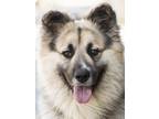 Adopt Guinness von Gunzach a Tan/Yellow/Fawn - with Black German Shepherd Dog /