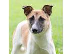 Adopt Ruth a Tricolor (Tan/Brown & Black & White) Mixed Breed (Medium) / Mixed