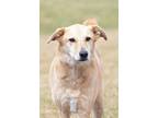 Adopt Rita a Tan/Yellow/Fawn - with White Labrador Retriever / Mixed dog in King