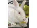 Adopt Marshmellow a White American / American / Mixed rabbit in Honolulu