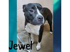 Adopt Jewel a Black - with White Pit Bull Terrier / Mixed dog in Steger