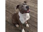 Adopt Luna a Brindle Pit Bull Terrier / Mixed dog in Helena, AL (37518725)