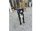 Adopt Clover a Black - with White Feist / Mixed dog in Bryson City