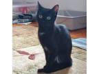 Adopt Avocado a All Black Domestic Shorthair / Mixed cat in Pittsburgh