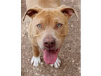 Adopt Vallie K67 3/14/23 a Brown/Chocolate American Pit Bull Terrier / Mixed dog