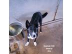 Adopt Encantada a Black Border Collie / Mixed dog in Edinburg, TX (37564389)