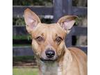 Adopt Harley a Tan/Yellow/Fawn - with White Mixed Breed (Medium) / Mixed dog in