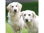 Adopt Tommy Lee a Tan/Yellow/Fawn Basset Hound / Labrador Retriever / Mixed dog